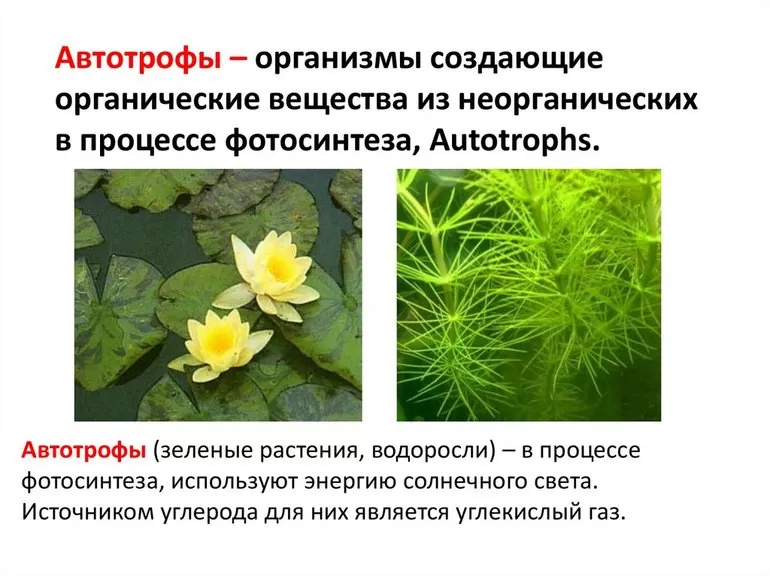 Автотрофы
