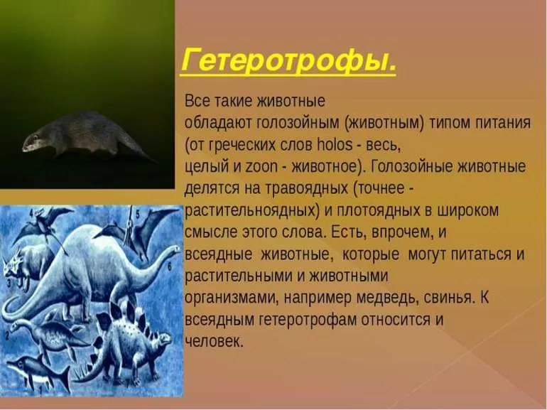 Гетеротрофы
