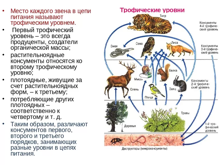 Типы деструкторов