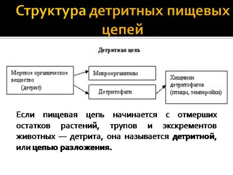 Примеры детритной пищевой цепи