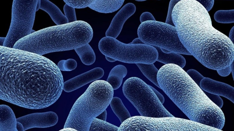 Хемосинтезирующие бактерии