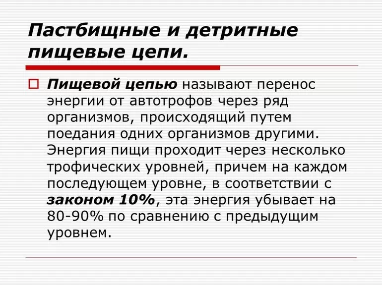 Детритная пищевая цепь