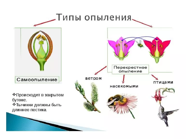 Отличия самоопыления от искусственного опыления
