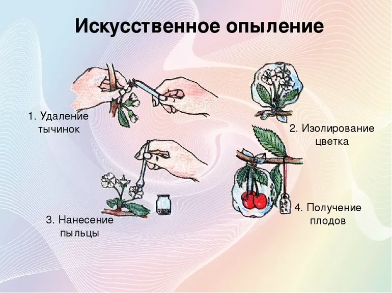 Виды опыления с помощью ветра и воды