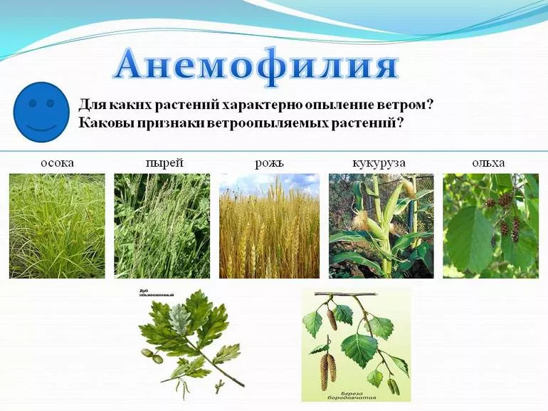 Виды опыления растений