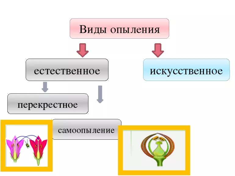 Процессы опыления
