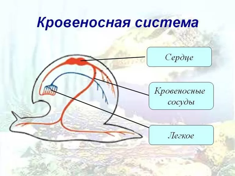 Кровеносная система