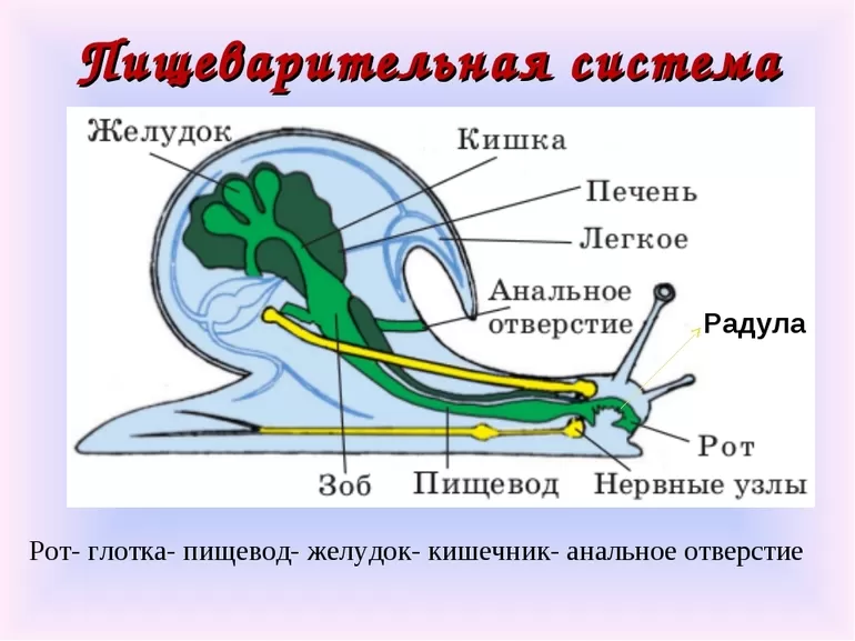 Кровеносные сосуды у моллюсков thumbnail