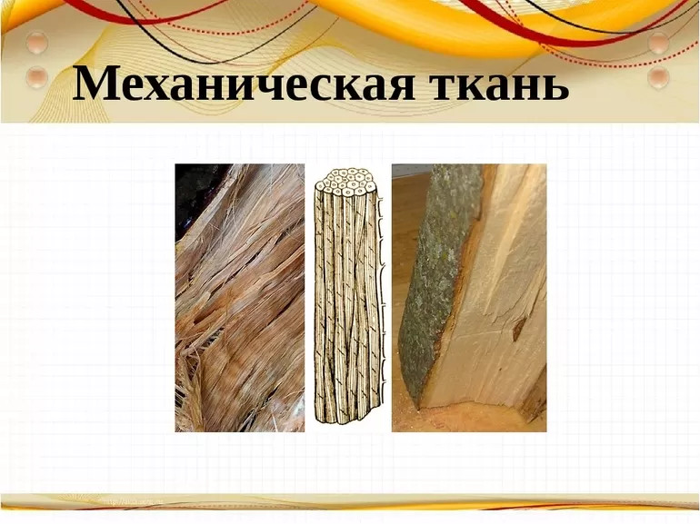 Роль, строение и функции механической ткани растений