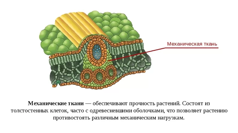 Разновидности тканей растений