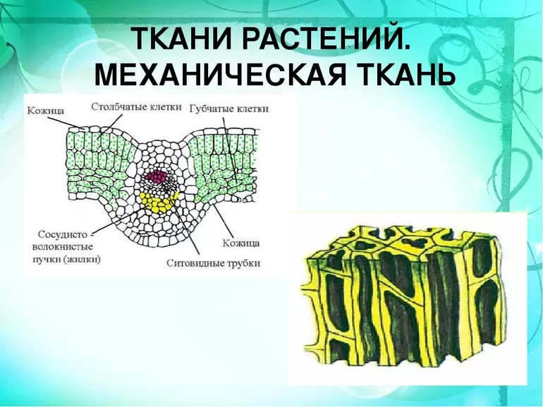 Ткани растений