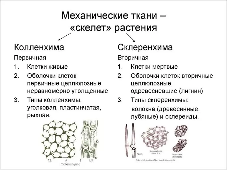 Общая характеристика механической ткани растений