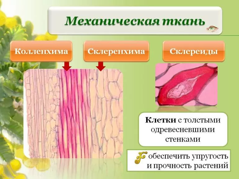 Общая характеристика механической ткани