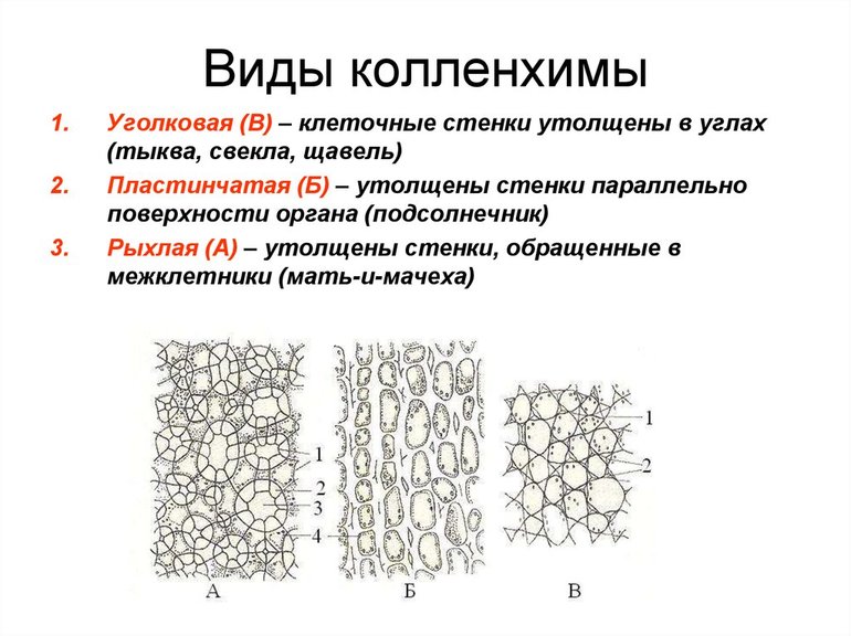 Классификация механической ткани по типу строения