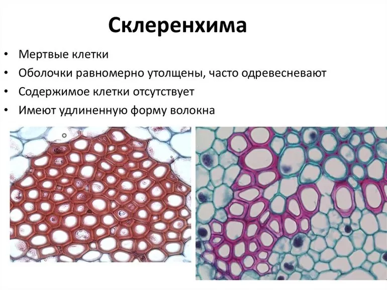 Колленхимы