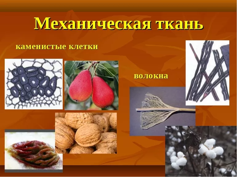 Классификация механической ткани