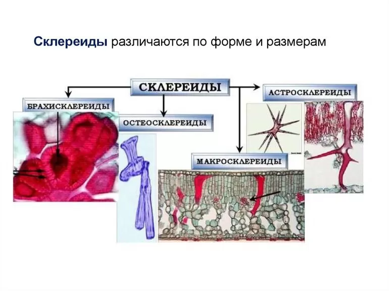Склереиды