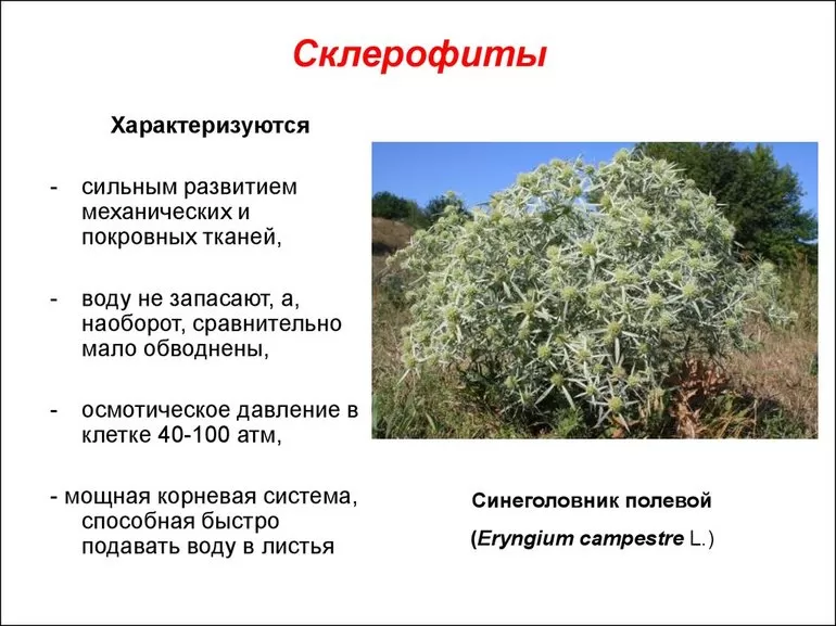 Склерофиты