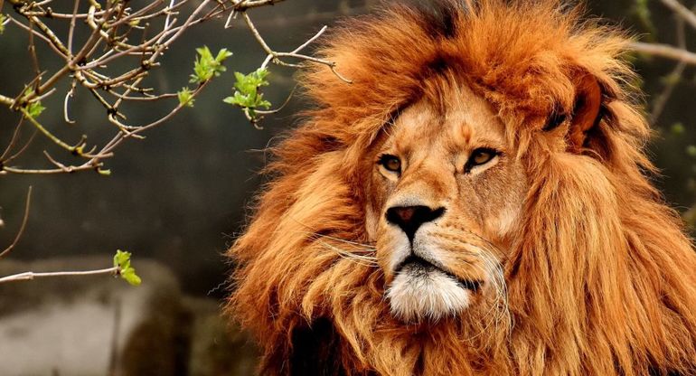 Внешний вид, особенности характера животного в сообщении про льва