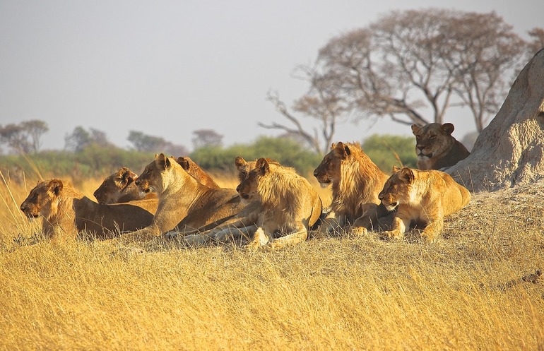 Среда обитания льва