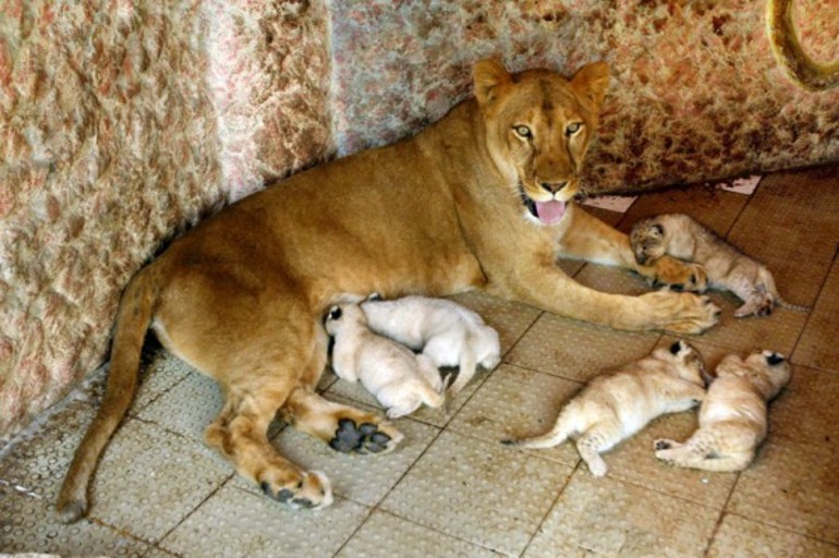 Новорожденные львята 
