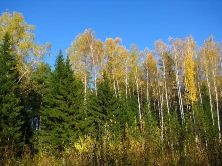 Смешанный лес