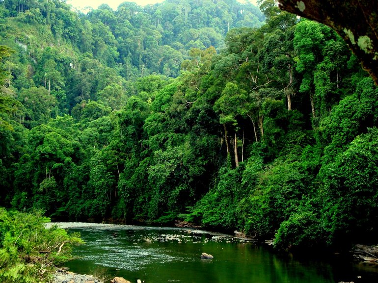  Вдоль Конго располагаются тропические джунгли