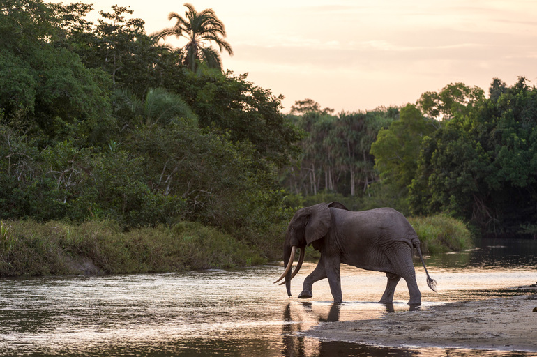 Животные реки Конго