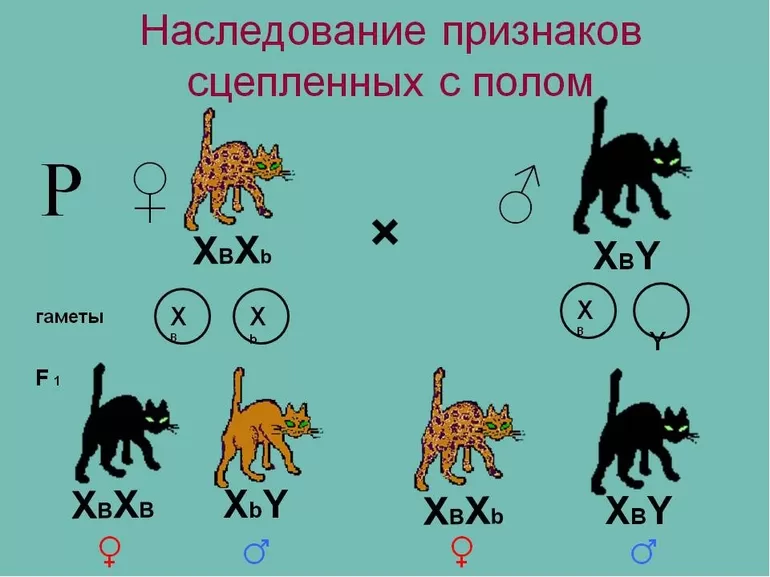 Признаки сцепленные с полом