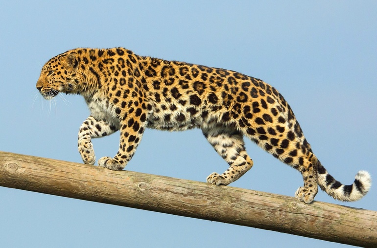 В длину леопарды достигают 135−137 см