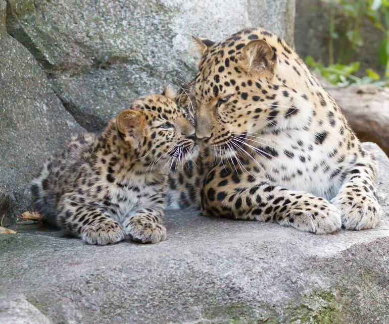 Семейство дальневосточного леопарда