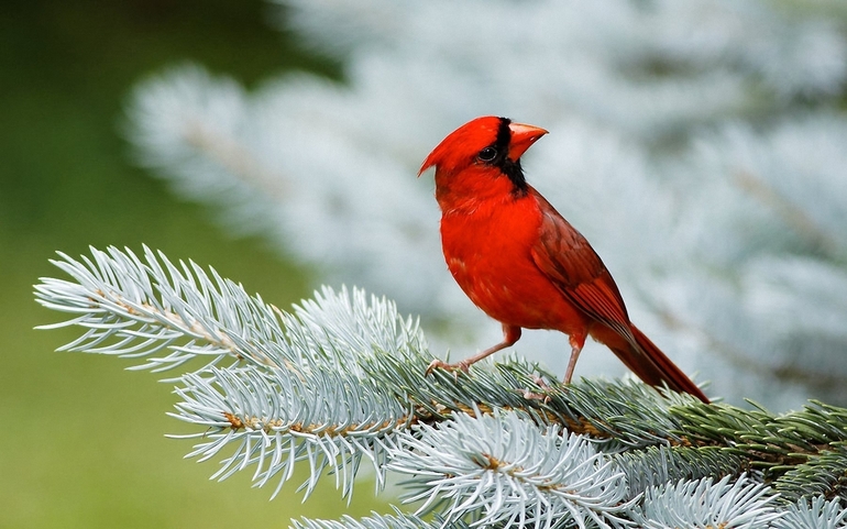 Птице красный кардинал