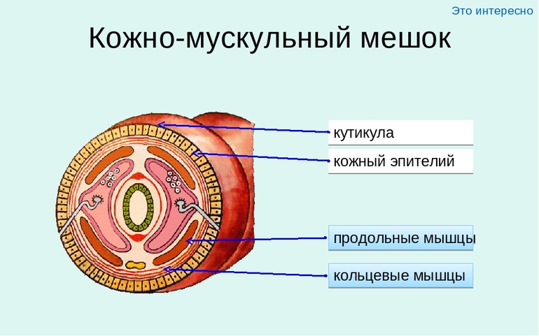 Кожно-мускульный мешок многощетинковых червей