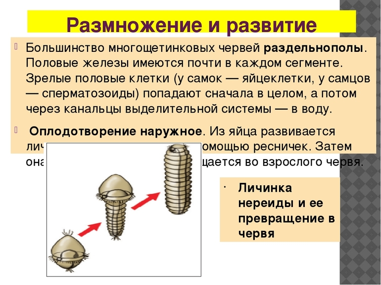 Особенности размножения многощетинковых червей