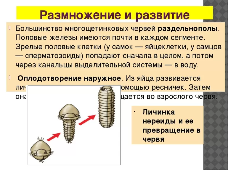 Особенности размножения многощетинковых червей