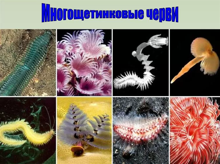 Многощетинковые черви