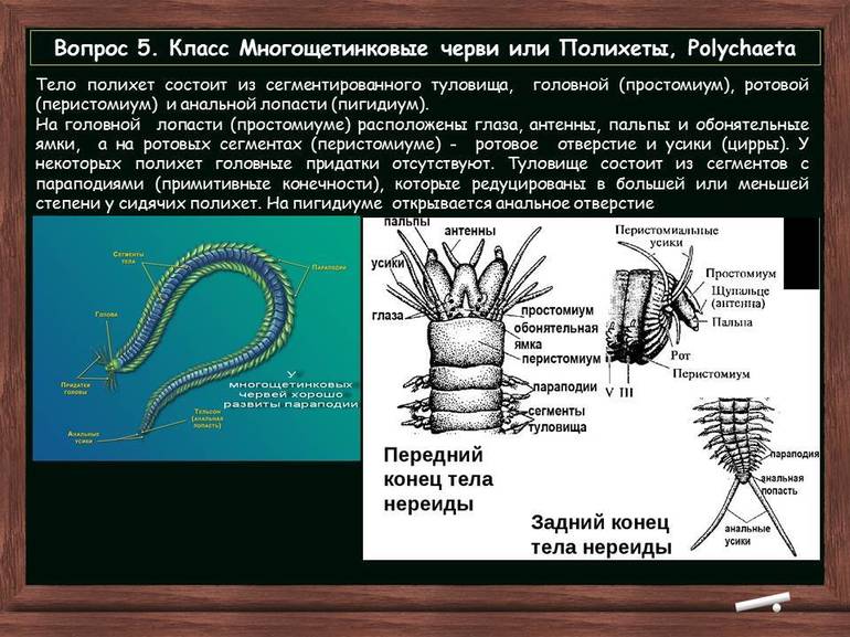 Полезная информация о многощетинковых червях