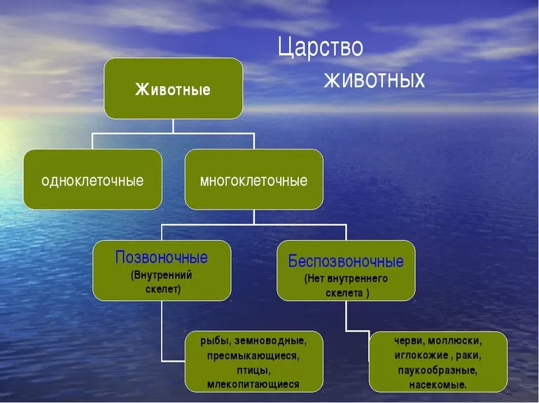 Классификация животных