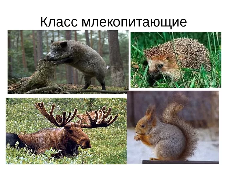 Класс млекопитающих