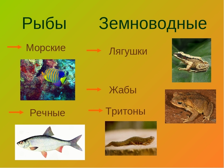 Рыбы и земноводные