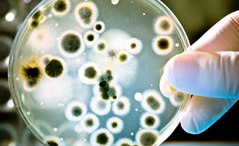 Значение бактерий в природе и жизни человека польза и вред thumbnail