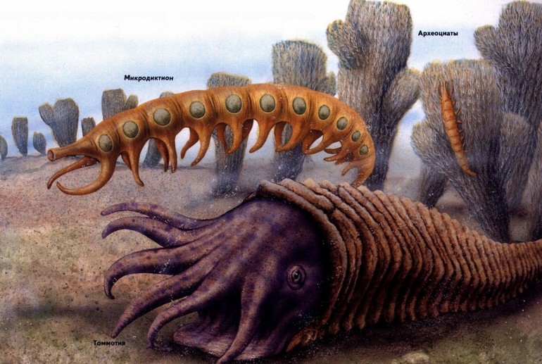 Археоциаты — многоклеточные представители фауны ордовика