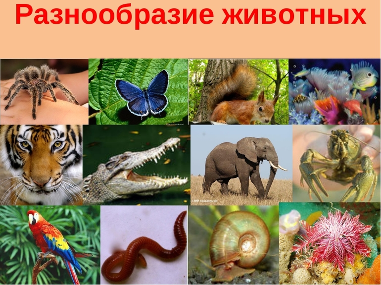 Зоология наука о животных 