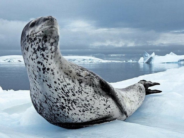 Морские леопарды в Антарктиде 