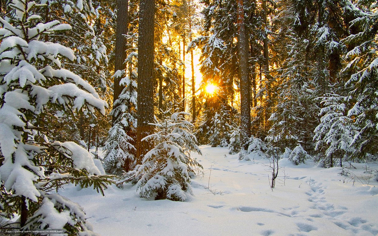 В лесу зимой 