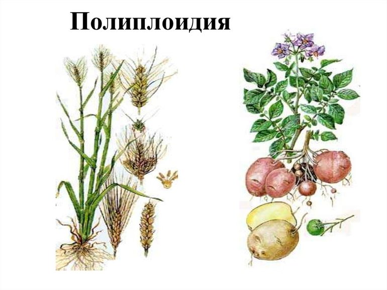 Полиплоидия у растений