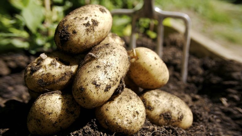Семейство пасленовых -картофель