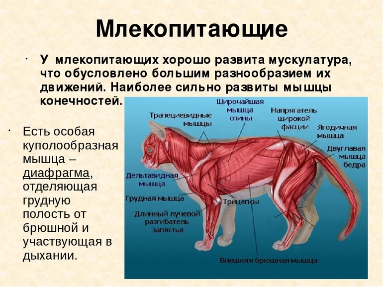 План конспект млекопитающие