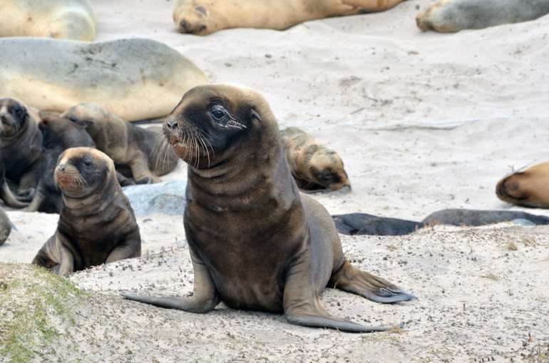 lastonogie zveri докажите что млекопитающие самый высокоорганизованный класс животных