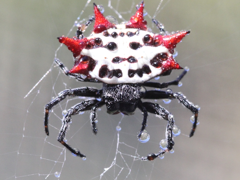  органы чувств паука крестовика